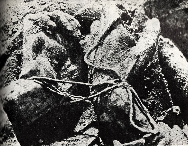 „węzeł katyński" - związane ręce polskiego oficera, odkopane z dołu katyńskiego w kwietniu 1943 r.